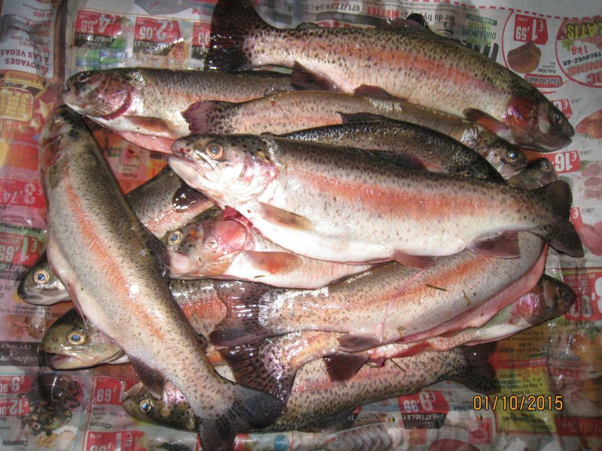 Florennes Gite Neuf 150 M2 Devant Un Grand Lac Prive De 2 Hectares Poissonneux Au Milieu Des Bois Exterior foto